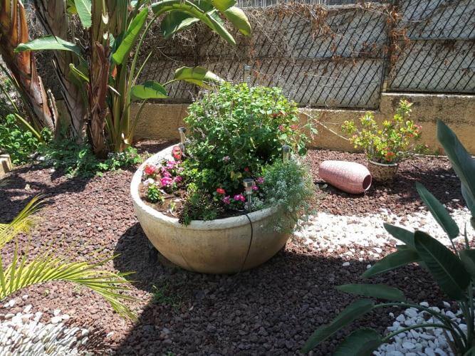 שתילת פרחים וצמחיה